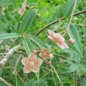 Euonymus cornutus var.quinque-cornutus fleur P30